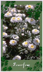 Feverfew